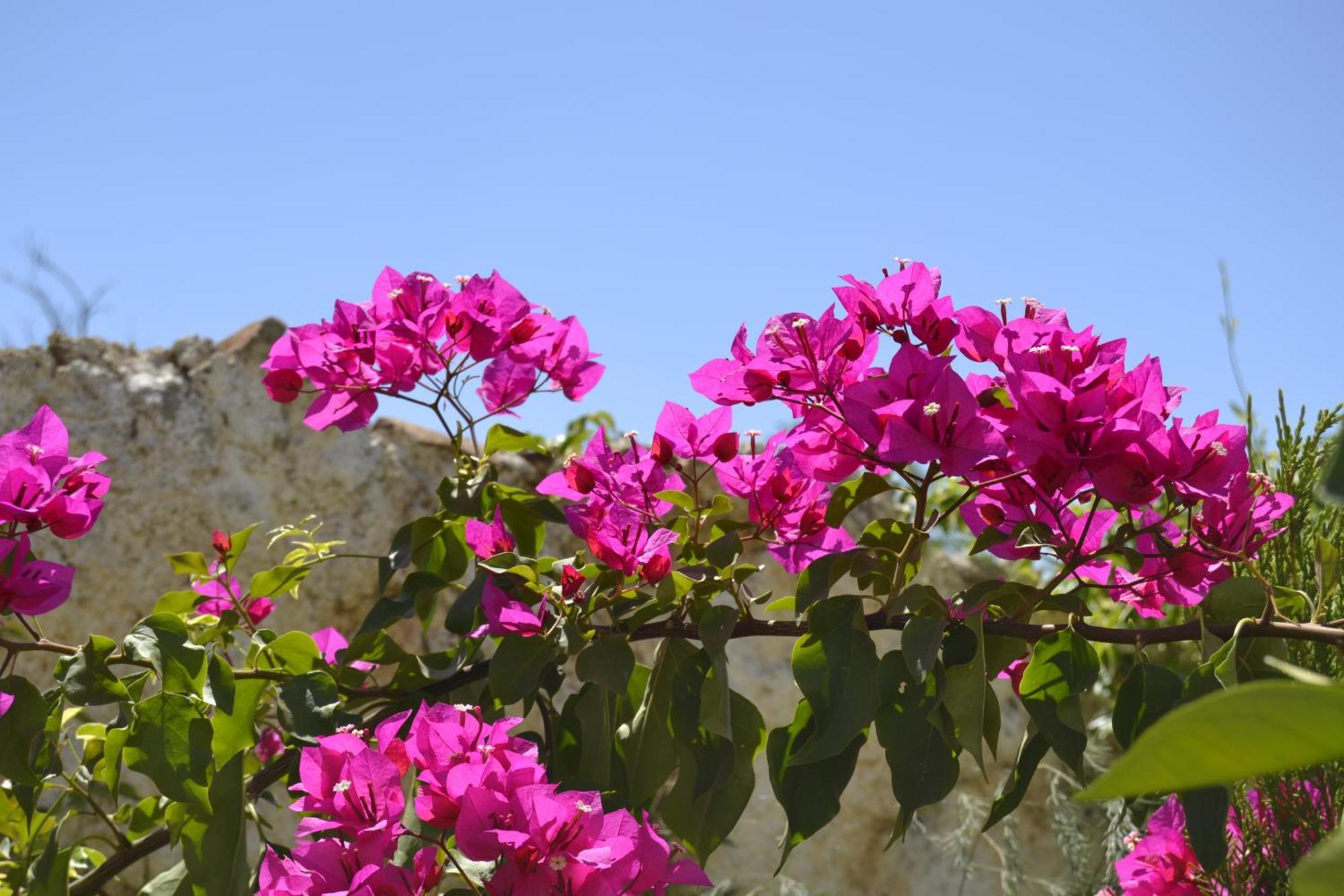 Hornachos Casa Rural Tita Sacramento المظهر الخارجي الصورة